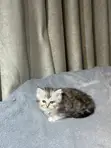Kare-karen Persian Mai Tsarki (Wata 1-3) - 1