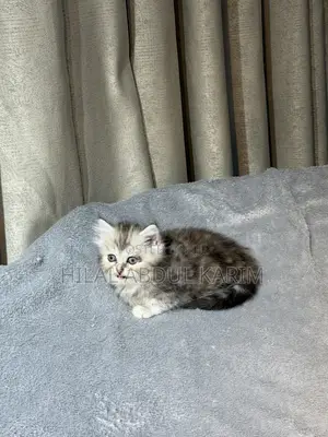 Kare-karen Persian Mai Tsarki (Wata 1-3)