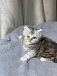 Kare-karen Persian Mai Tsarki (Wata 1-3) - 3