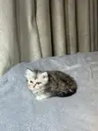 Kare-karen Persian Mai Tsarki (Wata 1-3) - 4
