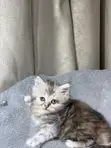 Kare-karen Persian Mai Tsarki (Wata 1-3) - 5