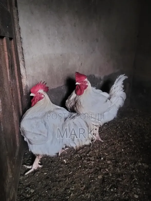 Mature Male Chicken - 6 Months Old - 1