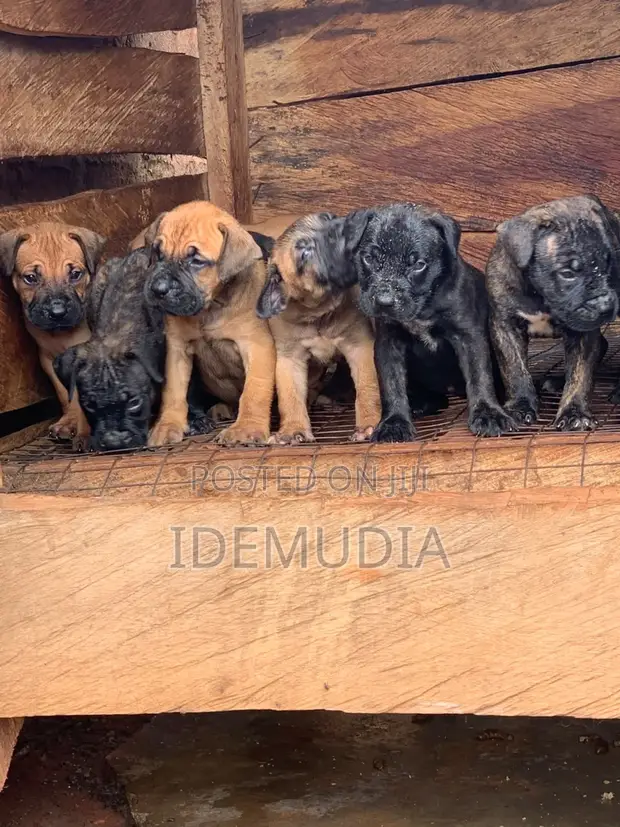 Purebred Boerboel Male Puppy (1-3 Months) - 1