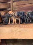 Purebred Boerboel Male Puppy (1-3 Months) - 1