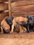 Purebred Boerboel Male Puppy (1-3 Months) - 2