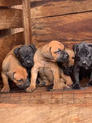 Dan Kura Mai Tsarki na Boerboel (Maza, 1-3 Watan)