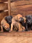Purebred Boerboel Male Puppy (1-3 Months) - 3
