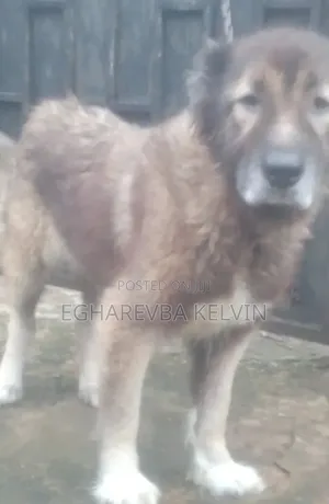 Caucasian Shepherd Female, 1+ Year Old, Purebred