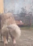 Sarkin Kiwo na Caucasian Mata, Shekara 1+, Gaskiya - 4