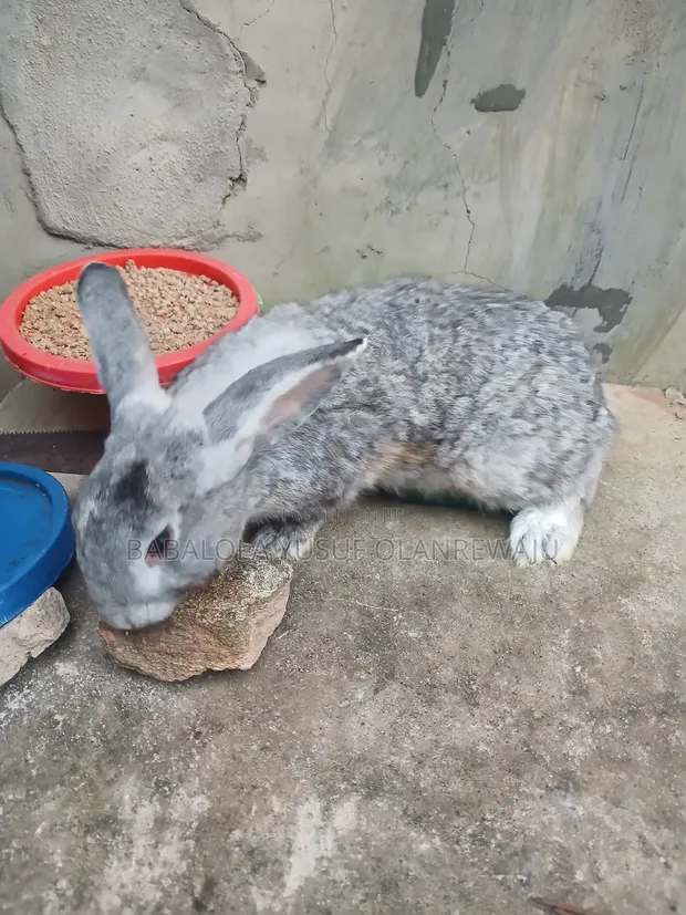 Chinchilla, Angora, Havana Rabbits for Sale - 1