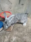 Chinchilla, Angora, Havana Rabbits for Sale - 1