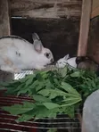 Chinchilla, Angora, Havana Rabbits for Sale - 2