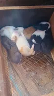 Chinchilla, Angora, Havana Rabbits for Sale - 4