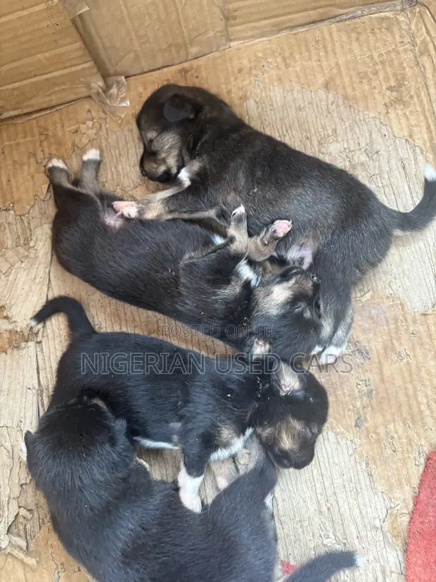 Kare Na Miniature Schnauzer Mix (Wata 0-1) - 1