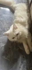 Zakin Persian Mai Tsarki - Mata, Watan 6-12 - 3
