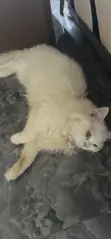 Zakin Persian Mai Tsarki - Mata, Watan 6-12 - 4