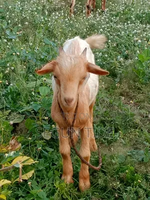 Active Male Goat - 2 Available