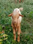 Active Male Goat - 2 Available - 1