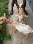 Active Male Goat - 2 Available - 2
