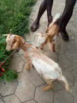Active Male Goat - 2 Available - 3