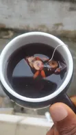 Ginseng Six Treasures Tea - 5