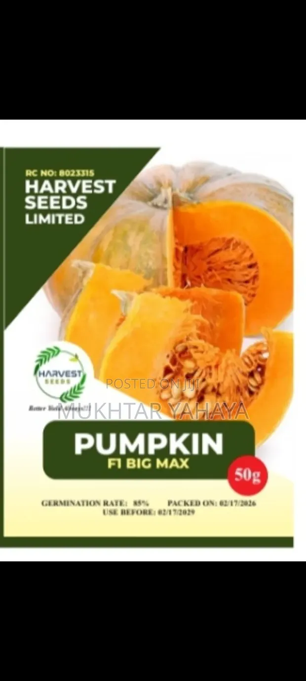 Big Max Pumpkin Seeds (150 Seeds) - 1