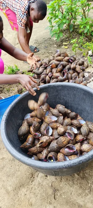 Fresh Snails and Seafood