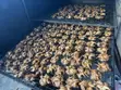 BBQ Quail Meat - 2
