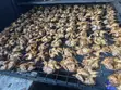 BBQ Quail Meat - 4