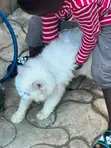 Kare-karen Persian Mai Tsarki - Watan 3-6 - 2