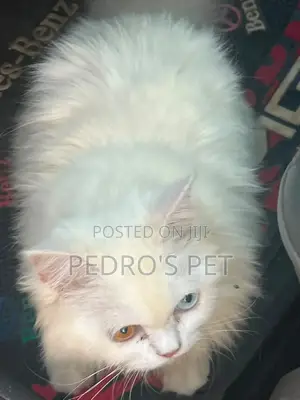 Purebred Persian Kitten - 3-6 Months Old
