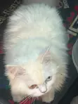 Kare-karen Persian Mai Tsarki - Watan 3-6 - 3