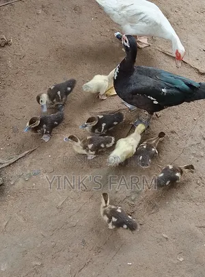 Magpie da Muscovy Kaji - Makonni 5