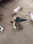 Magpie da Muscovy Kaji - Makonni 5 - 2