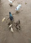 Magpie da Muscovy Kaji - Makonni 5 - 3