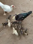 Magpie da Muscovy Kaji - Makonni 5 - 4