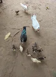 Magpie da Muscovy Kaji - Makonni 5 - 5
