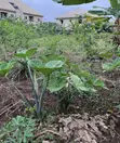 Filin 2 na Kasa busasshi don Siyarwa, Ijede/Ikorodu - 5