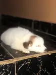 American Eskimo Puppies - 1-3 Months Old - 1