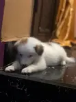 American Eskimo Puppies - 1-3 Months Old - 2