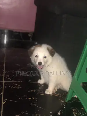 American Eskimo Puppies - 1-3 Months Old