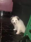 American Eskimo Puppies - 1-3 Months Old - 3