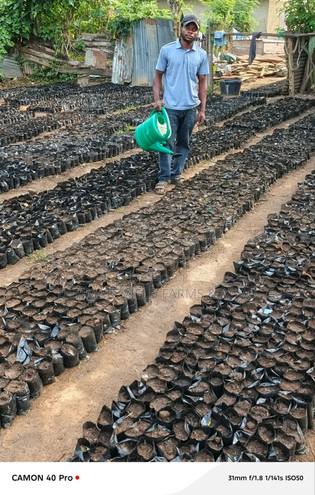 Sabis na Kafa Nursery da Gona ta Kwararru - 1