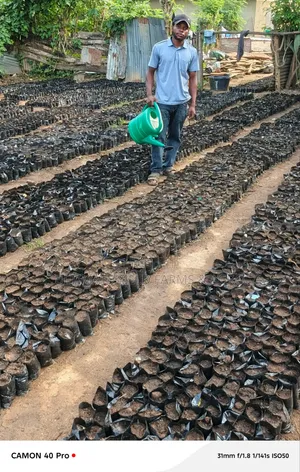 Sabis na Kafa Nursery da Gona ta Kwararru