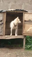Namijin American Eskimo, Shekara 1+ - 1
