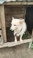 Namijin American Eskimo, Shekara 1+ - 2