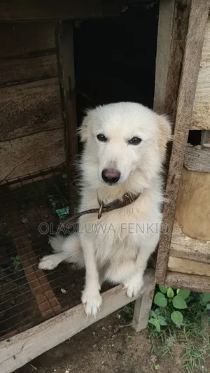 Namijin American Eskimo, Shekara 1+