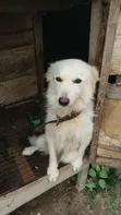 Namijin American Eskimo, Shekara 1+ - 3