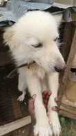 Namijin American Eskimo, Shekara 1+ - 4