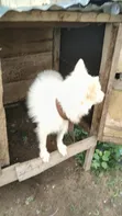 Namijin American Eskimo, Shekara 1+ - 5